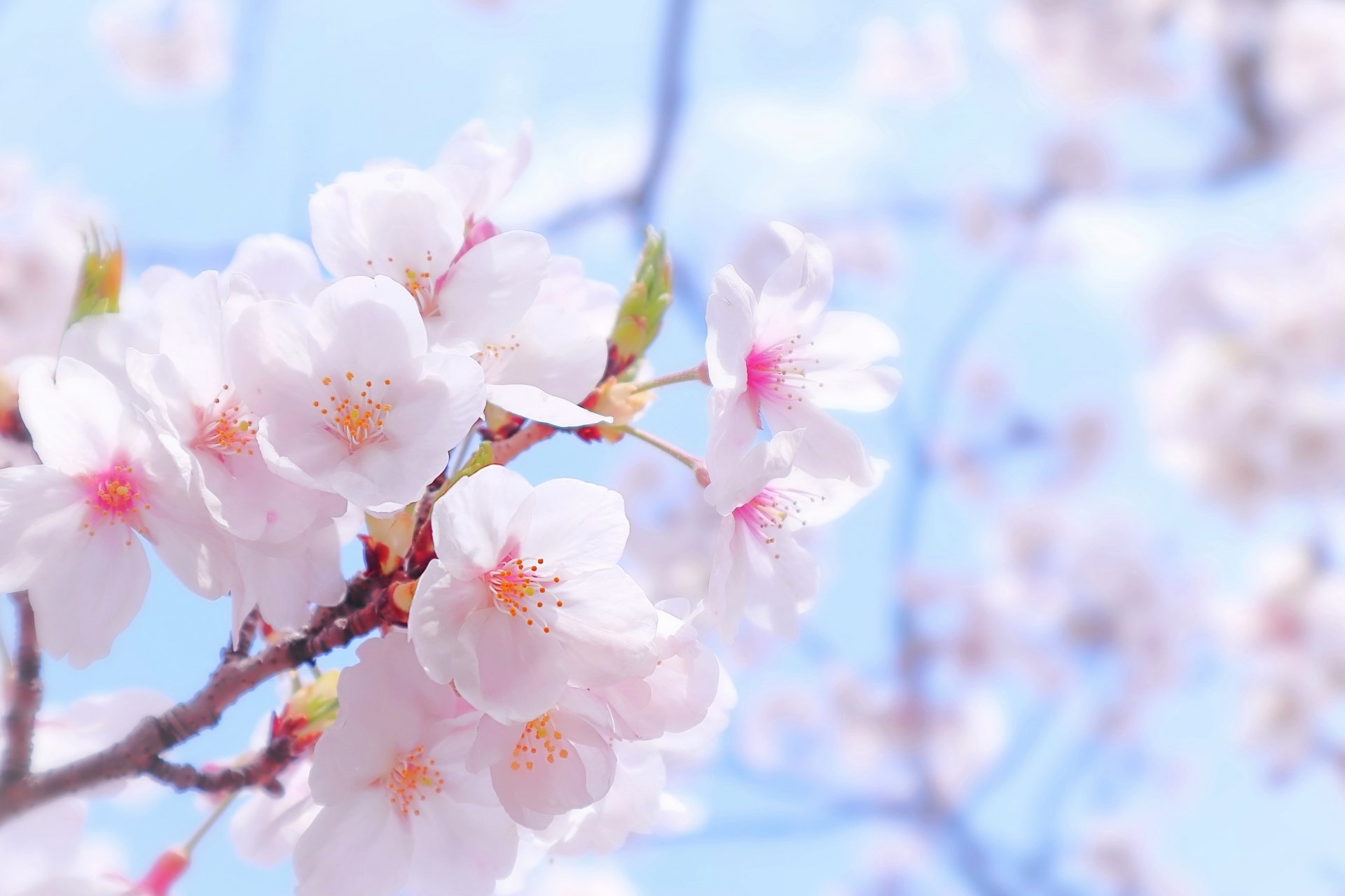 桜を満喫！LINEでもお花見を楽しむ方法｜LINEみんなの使い方ガイド