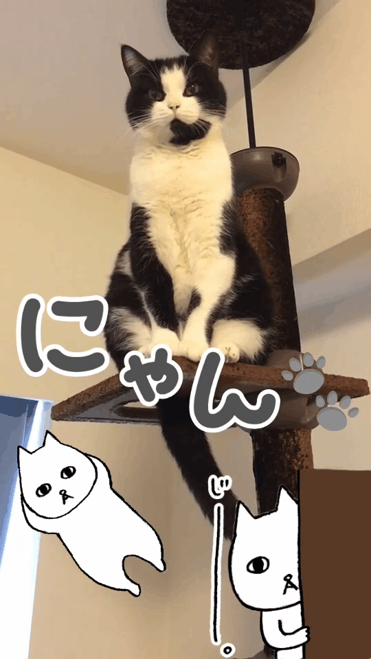 catday_06.gif